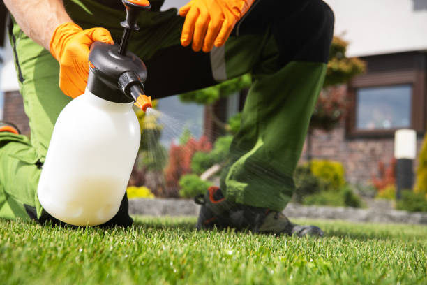 Best Termite Control Services  in Wolf Point, MT