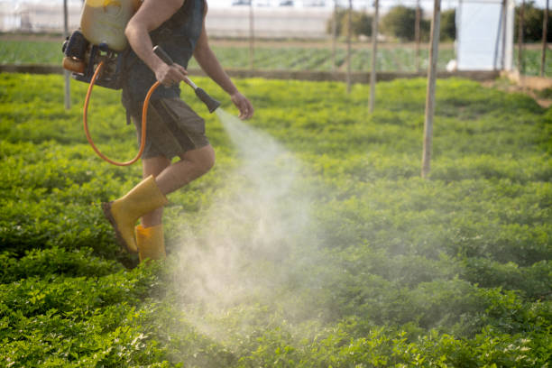 Best Wasp Removal Services  in Wolf Point, MT