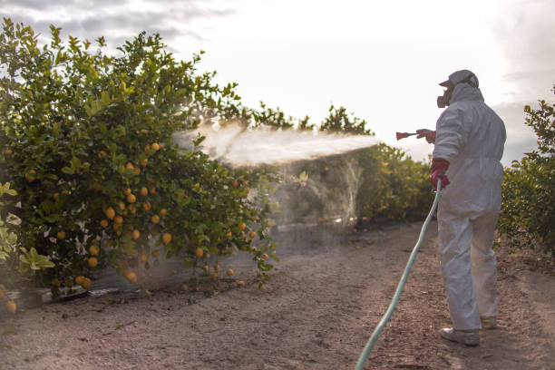 Best Ant Control Services  in Wolf Point, MT