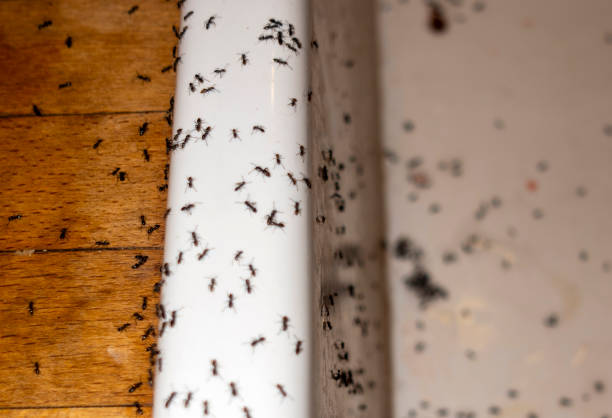 Best Residential Pest Control  in Wolf Point, MT