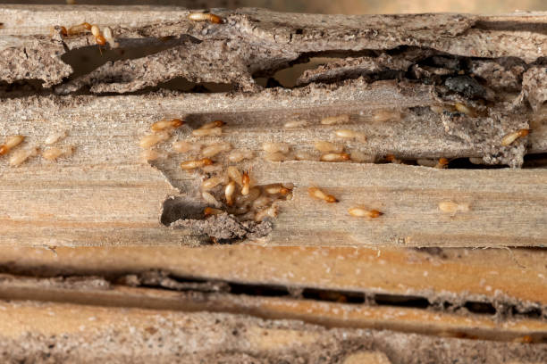 Best Pest Control for Restaurants  in Wolf Point, MT