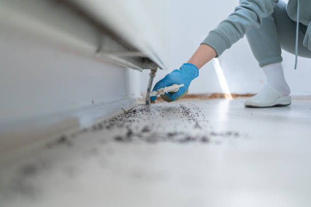 Best Affordable Pest Control Services  in Wolf Point, MT